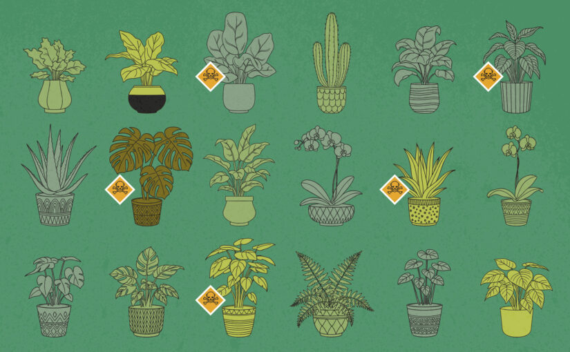 Plantes dépolluantes : que dit la science ?